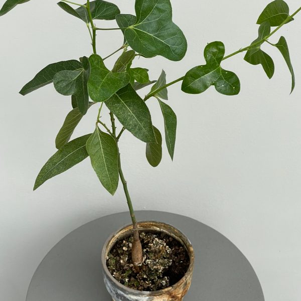 Planter