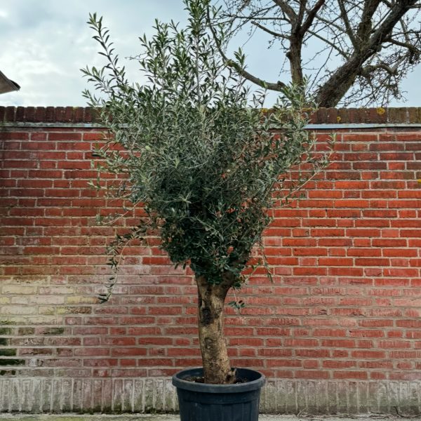 XL Oliventræ