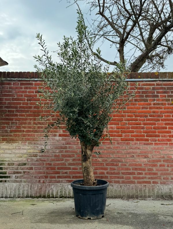 XL Oliventræ